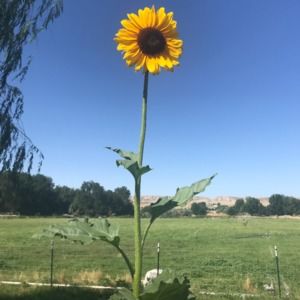 Meet your Posher, Lexi